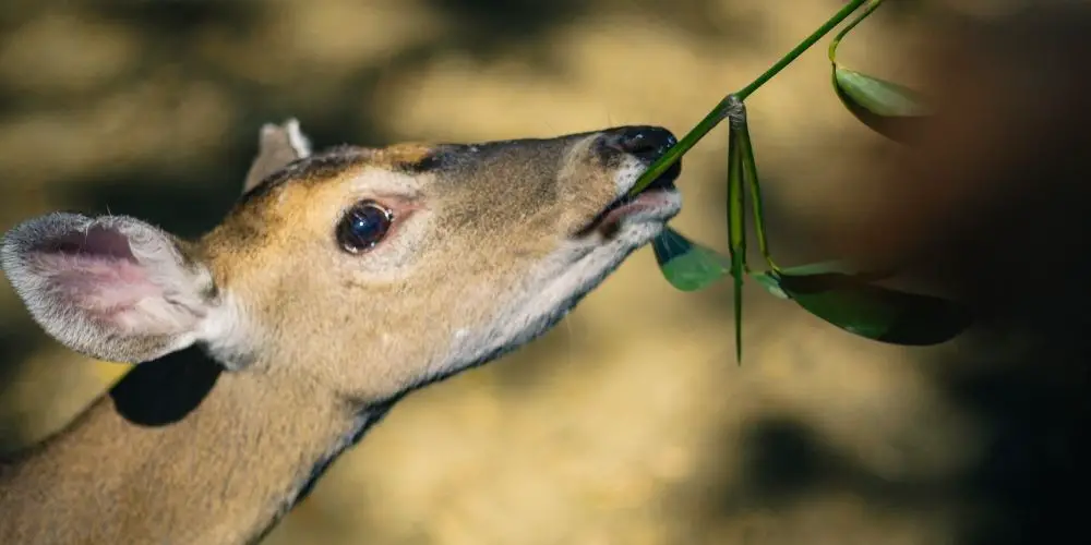 What do deer eats being herbivores? 