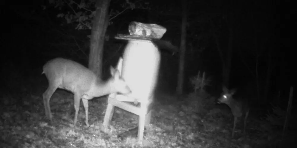 Field cameras have captured footage of deer consuming bird carcasses