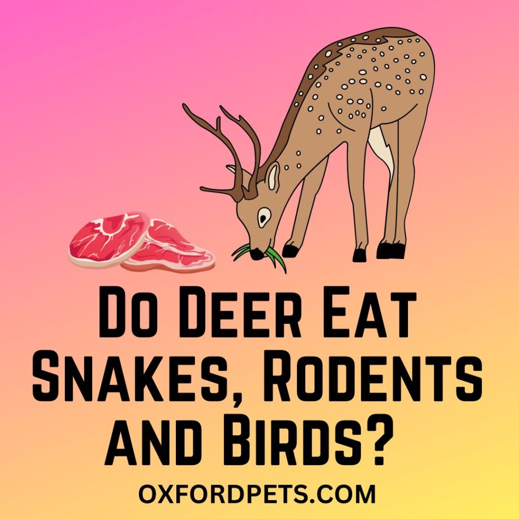 Do deer Eats meat birds, snakes and rodents.