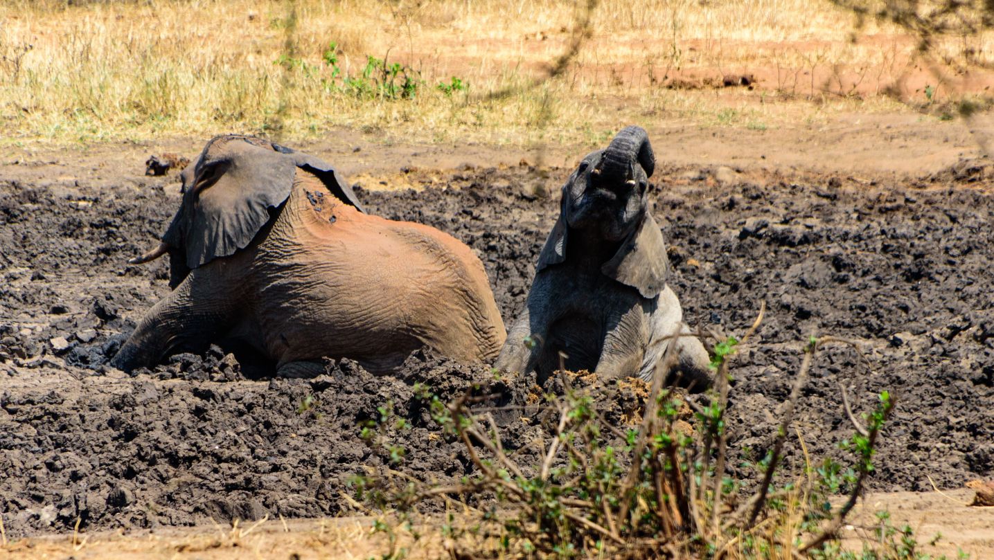 20 Animals That Wallow In Mud Or Bathe In Dust Oxford Pets