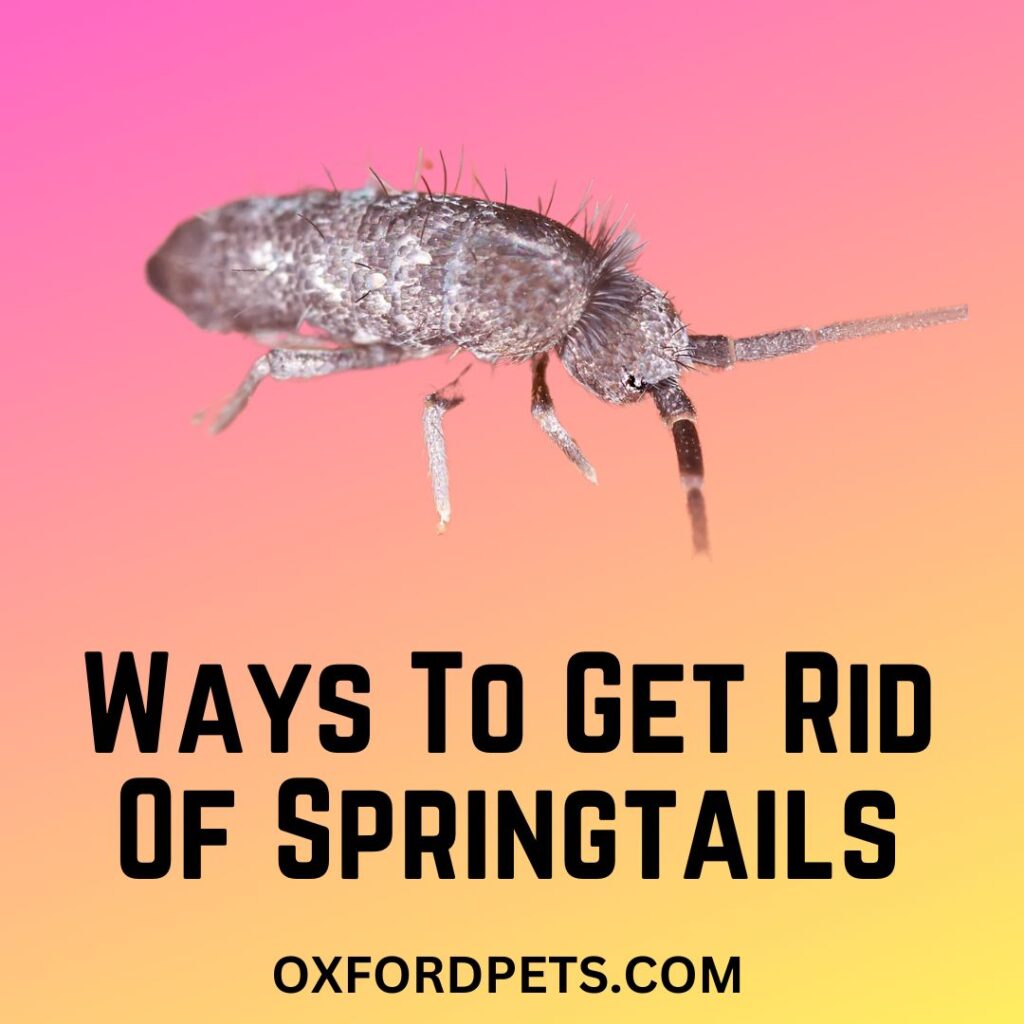 Get Rid Of Springtails