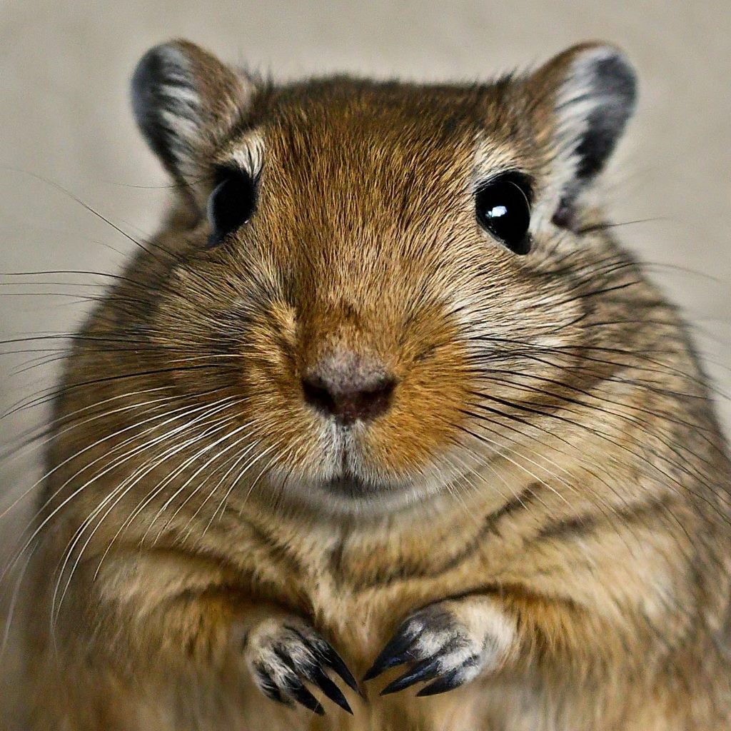 Great Gerbils These large gerbils are social animals that require plenty of space to run and play.