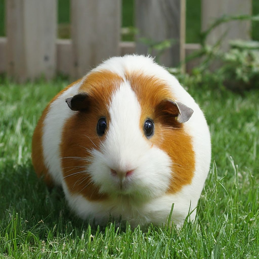 Himalayan Guinea Pig: A breed of guinea pig with distinctive black and white markings and long, silky fur.