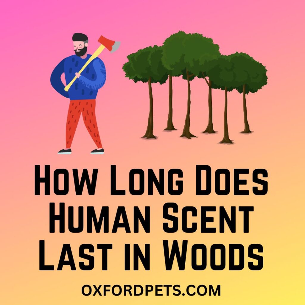 Human Scent Last in the Woods