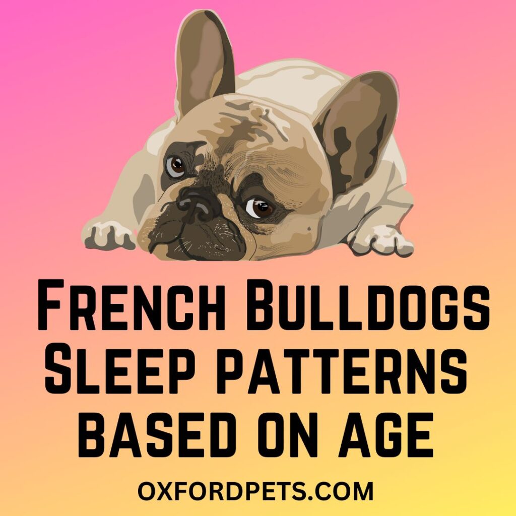 How Much Do French Bulldogs Sleep