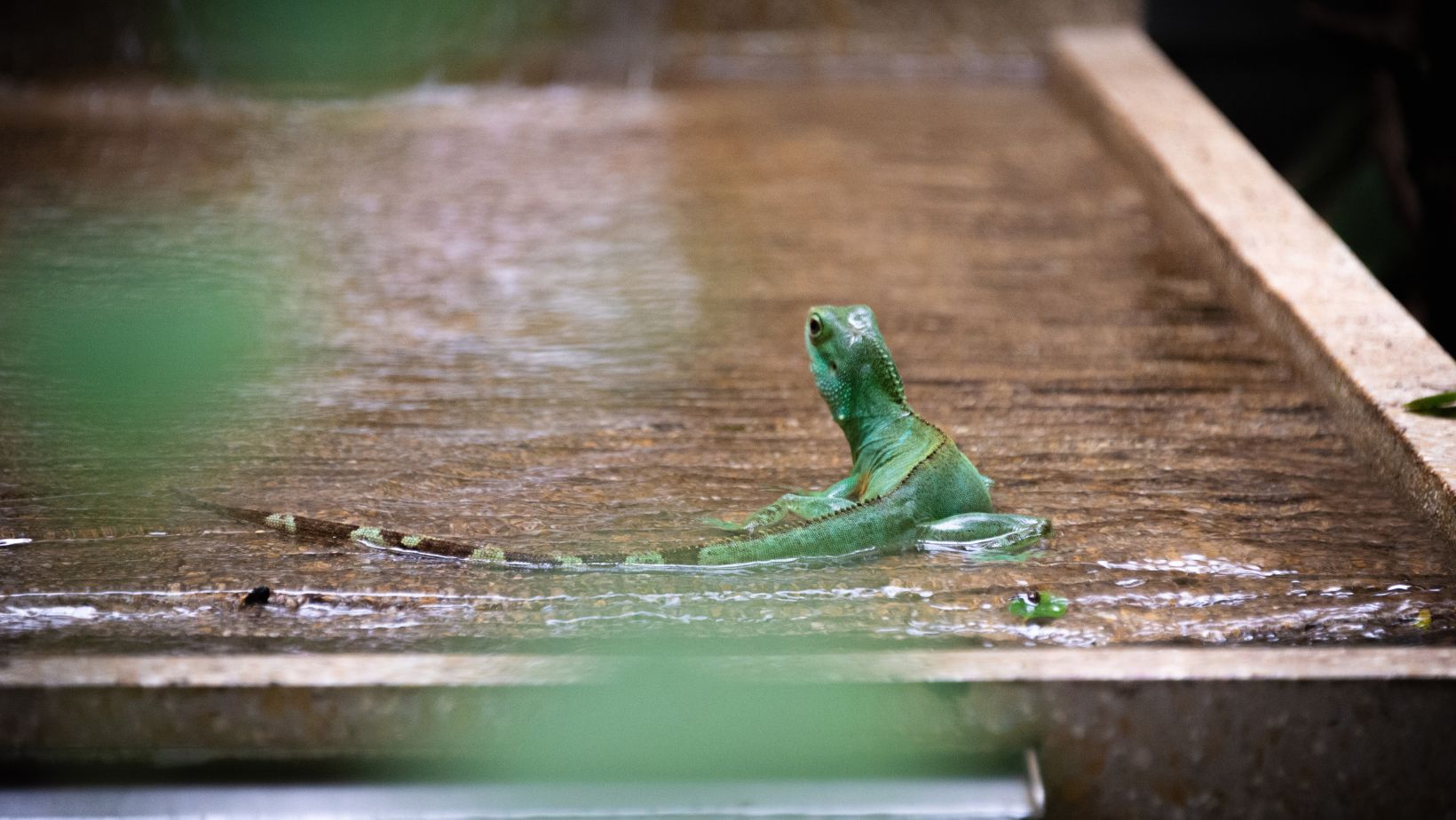 How Long Can Lizards Live Without Water? Guide 101 Oxford Pets