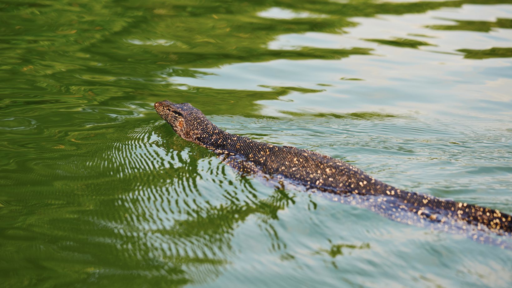How Long Can Lizards Live Without Water? Guide 101 Oxford Pets