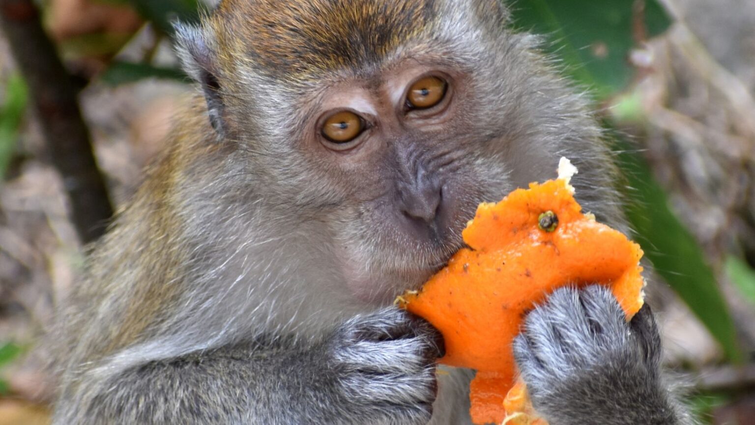 Which Animals Eat Oranges? 21 That Can and 9 Who Shouldn't Oxford Pets