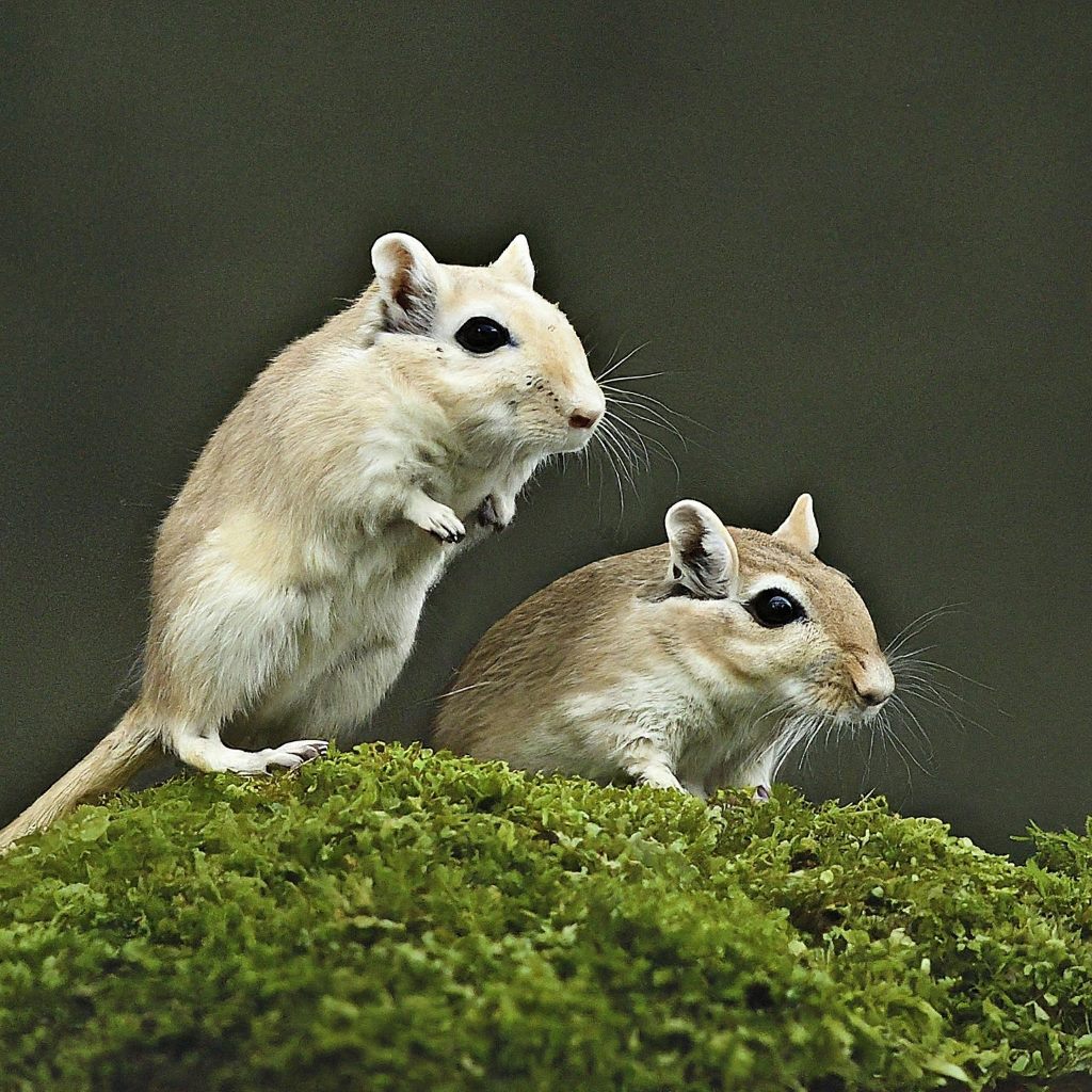 Pallid Gerbil A small desert rodent with a pale coat and large ears, adapted to life in arid environments.