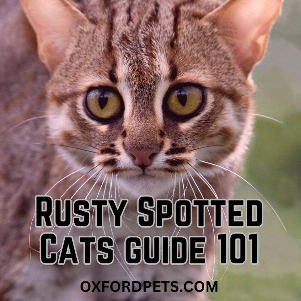 Rusty Spotted Cats for sale