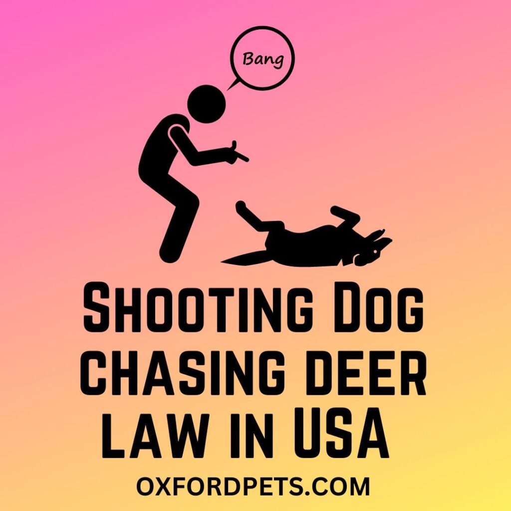 Shooting dog chasing wildlife