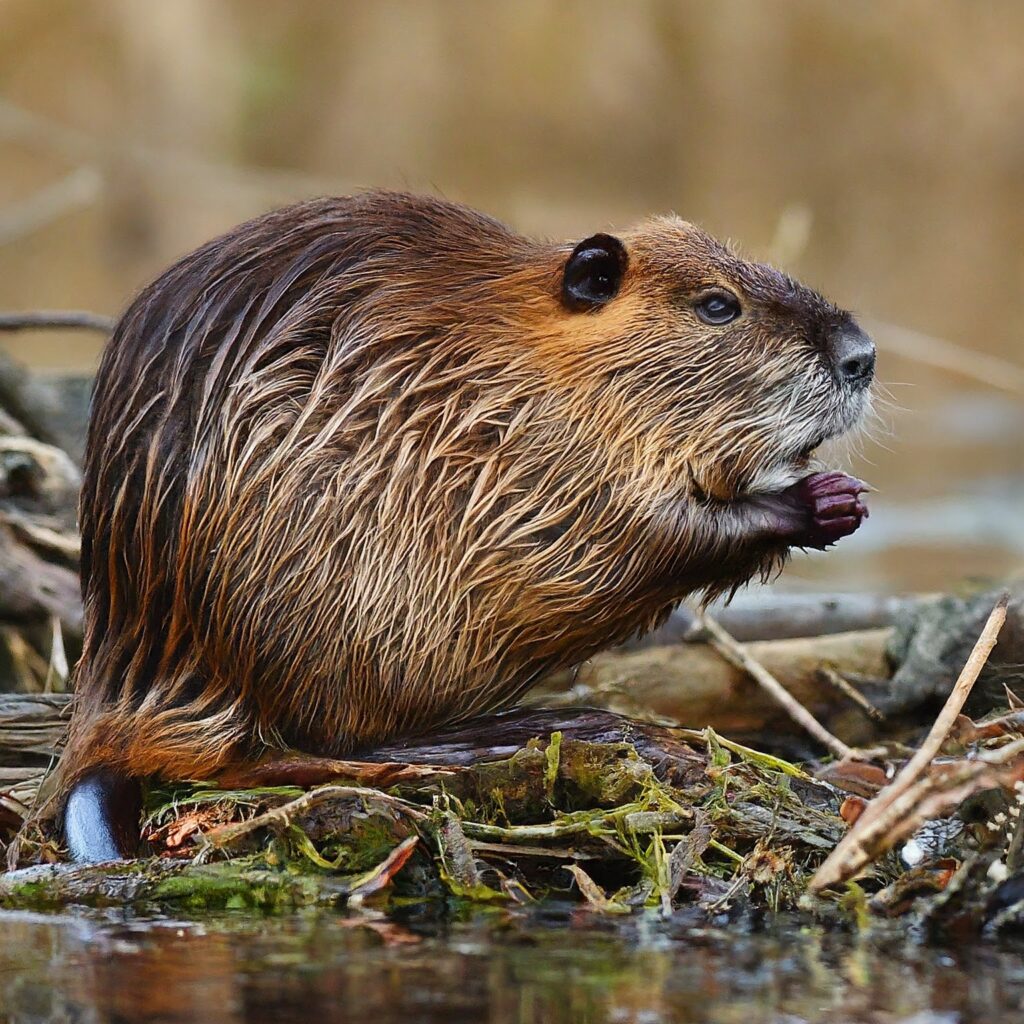 Swamp Rat (beaver rat)