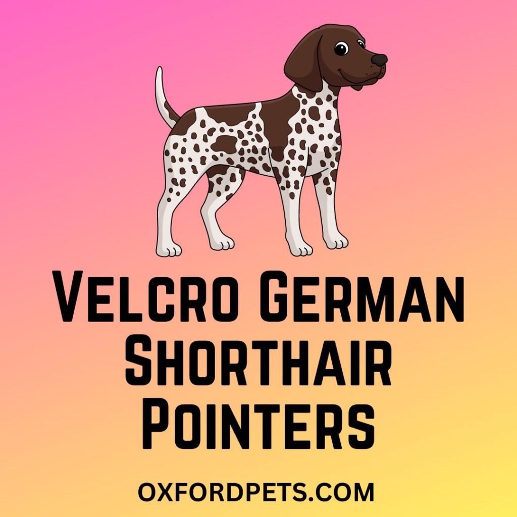 Velcro German Shorthair Pointers