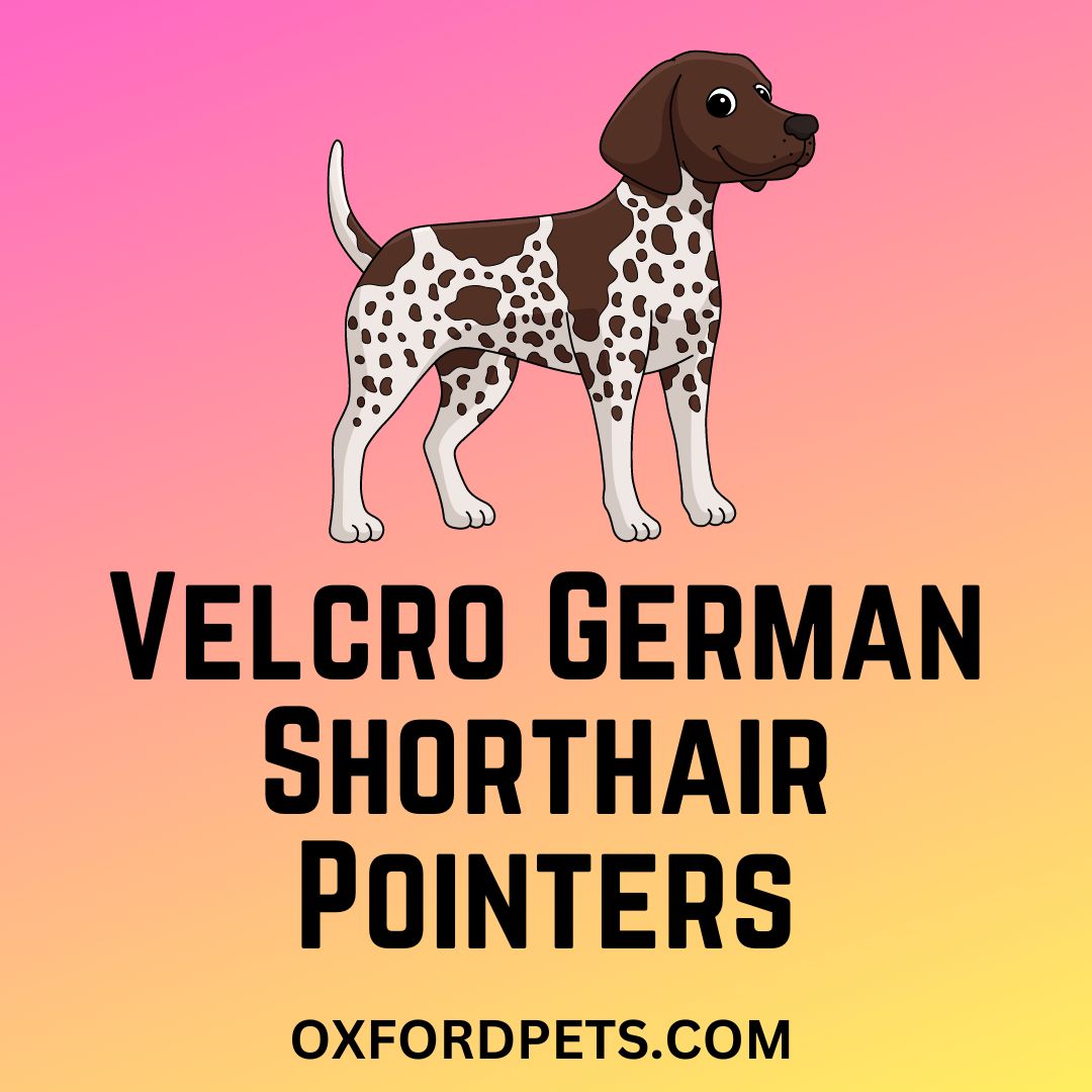 Velcro German Shorthair Pointers: Is a GSP a Velcro Dog?