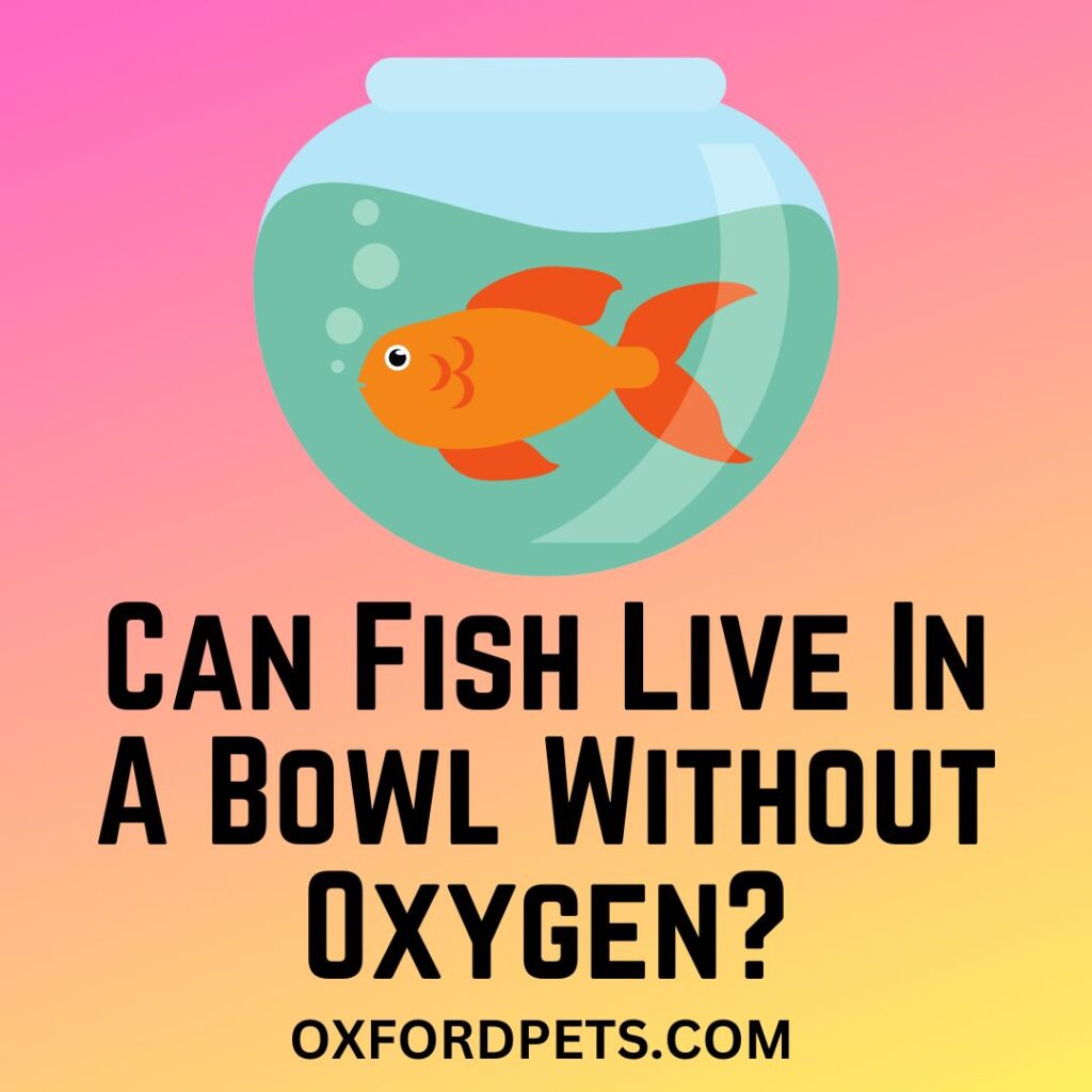 What Fish Can Live In A Bowl Without Oxygen or Pump