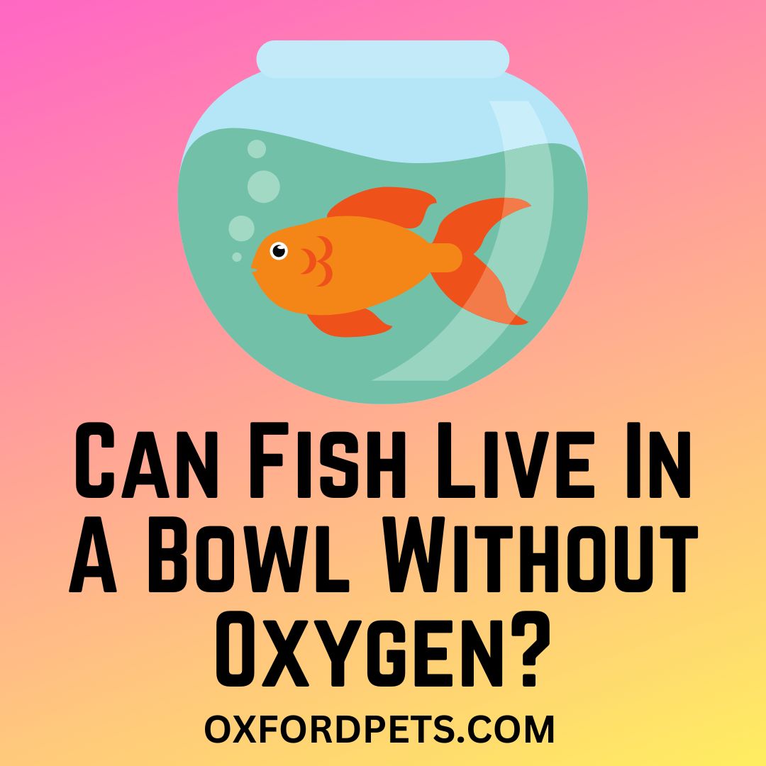 What Fish Can Live In A Bowl Without Oxygen or Pump