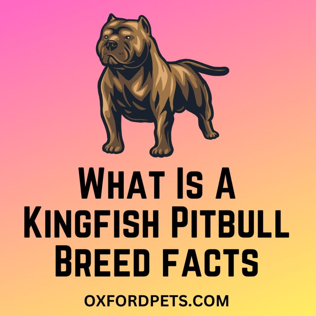 What Is A Kingfish Pitbull