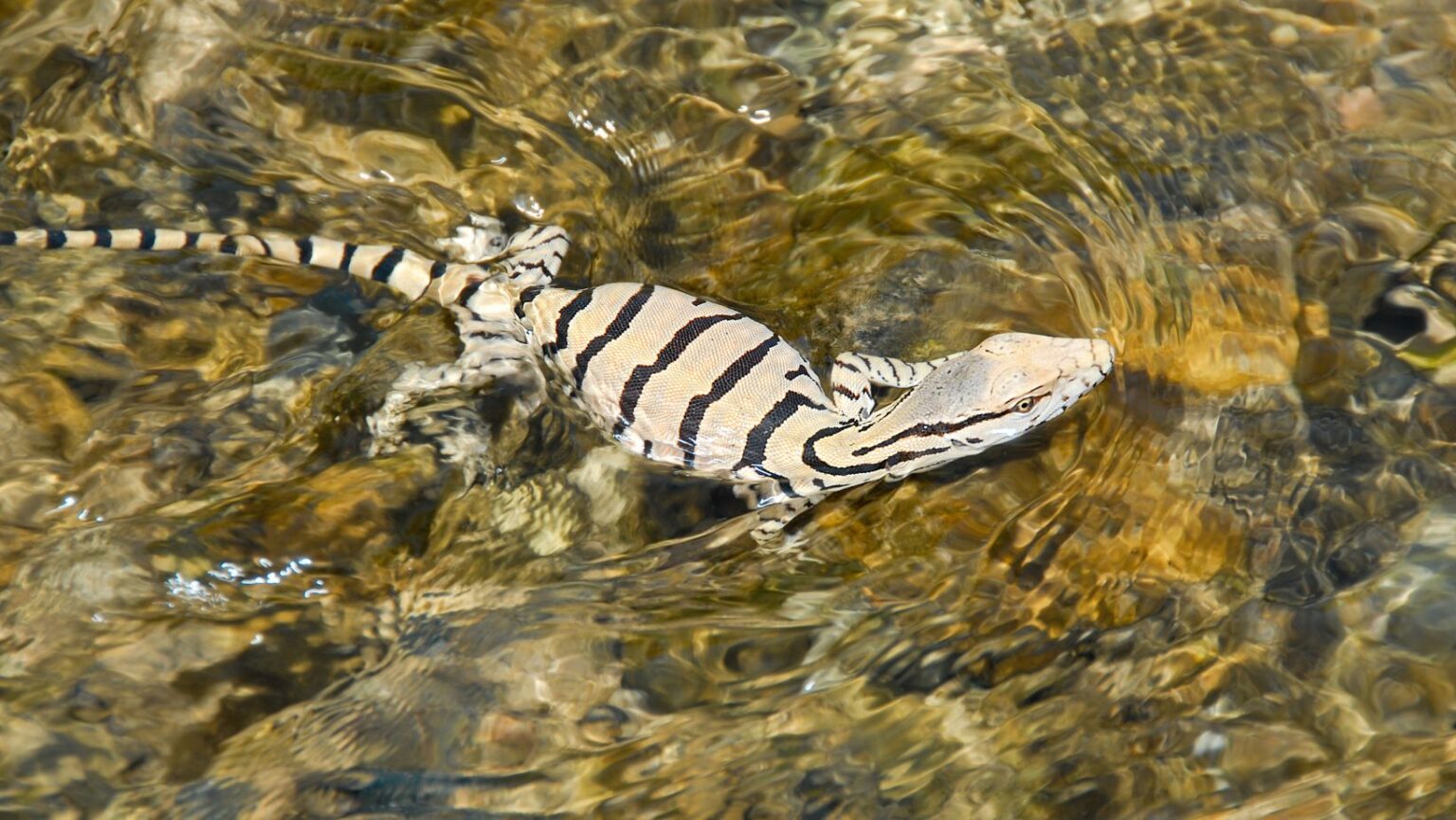 How Long Can Lizards Live Without Water? Guide 101 Oxford Pets