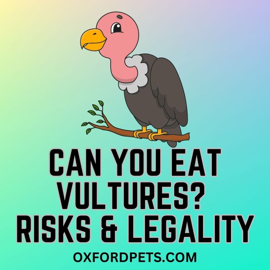 Can You Eat Vultures