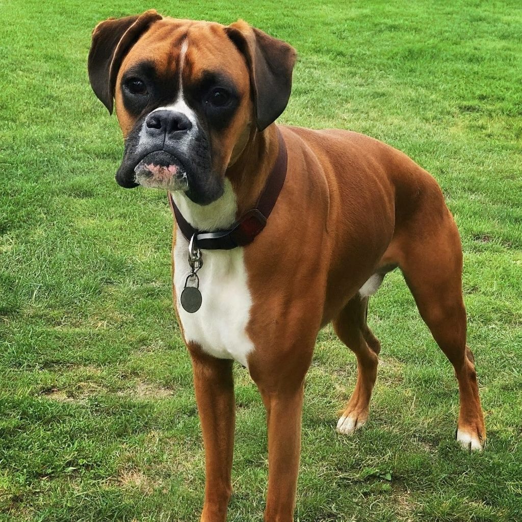 Boxer Dog