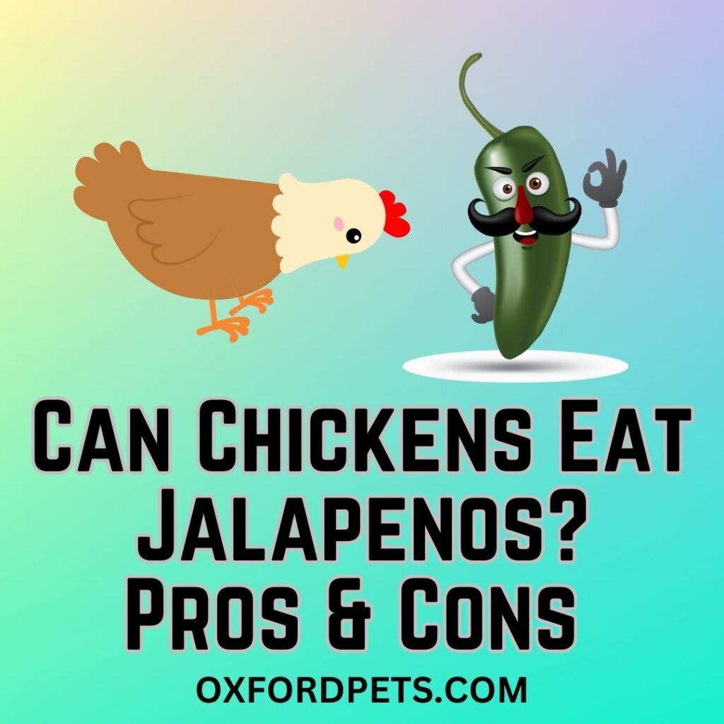 Can Chickens Eat Jalapenos [10 Benefits and 5 Risks]