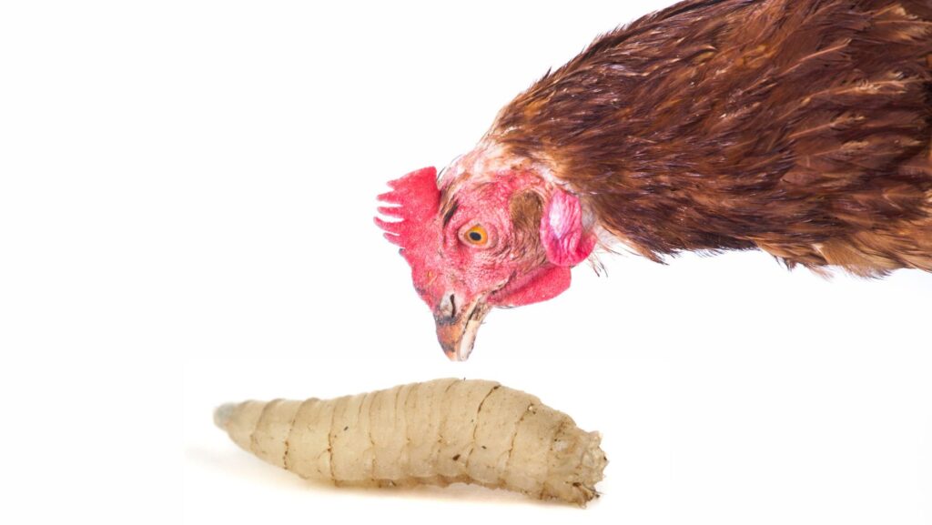 Can Chickens Eat Maggots