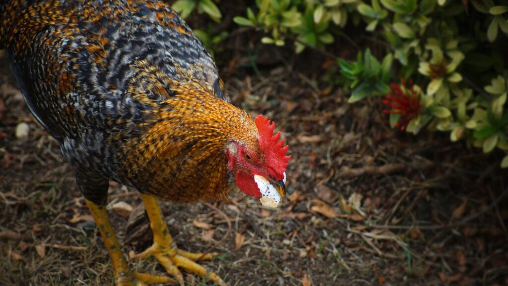 Advantages and Risks of feeding Chickens Maggots