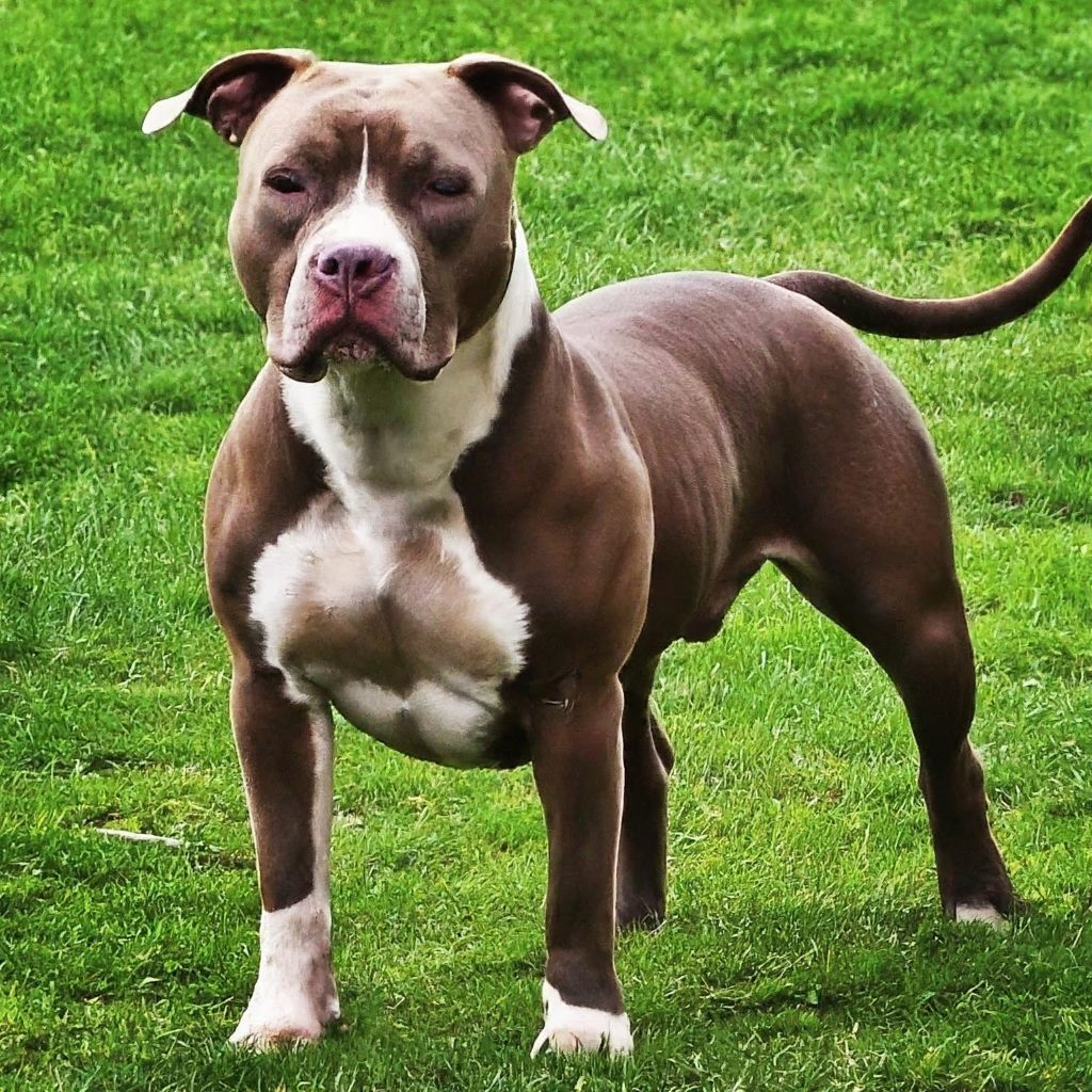 Pitbull