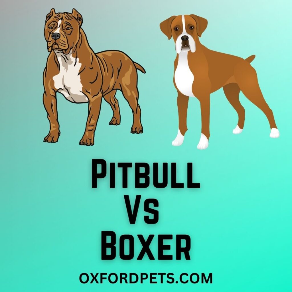 Pitbull vs Boxer