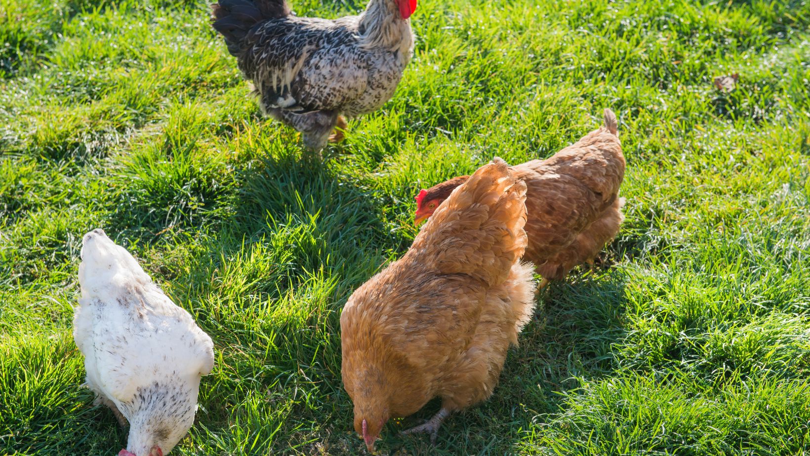 Can Chickens Eat Jalapenos? [10 Benefits and 5 Risks] Oxford Pets
