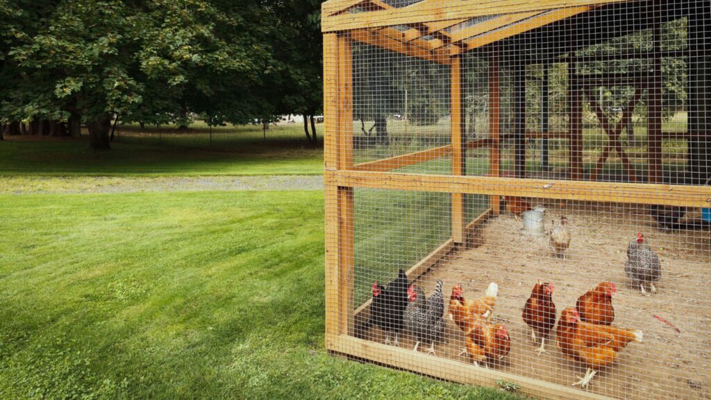 How To Deal With Maggots In Chicken Coop