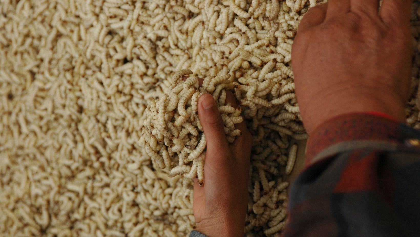 Can Chickens Eat Maggots? [5 Benefits and 4 Risks] Oxford Pets