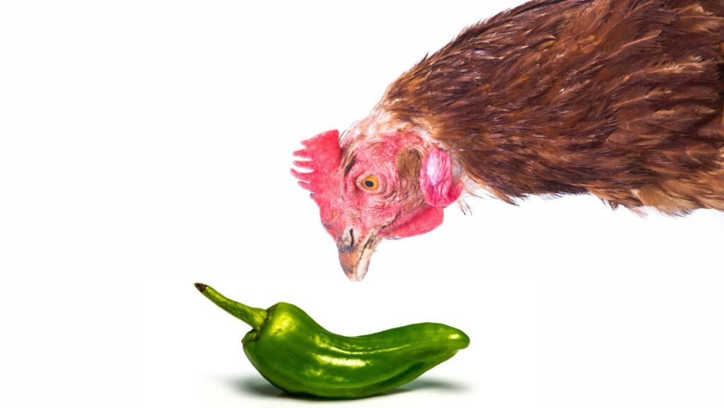 Can Chickens Eat Jalapenos