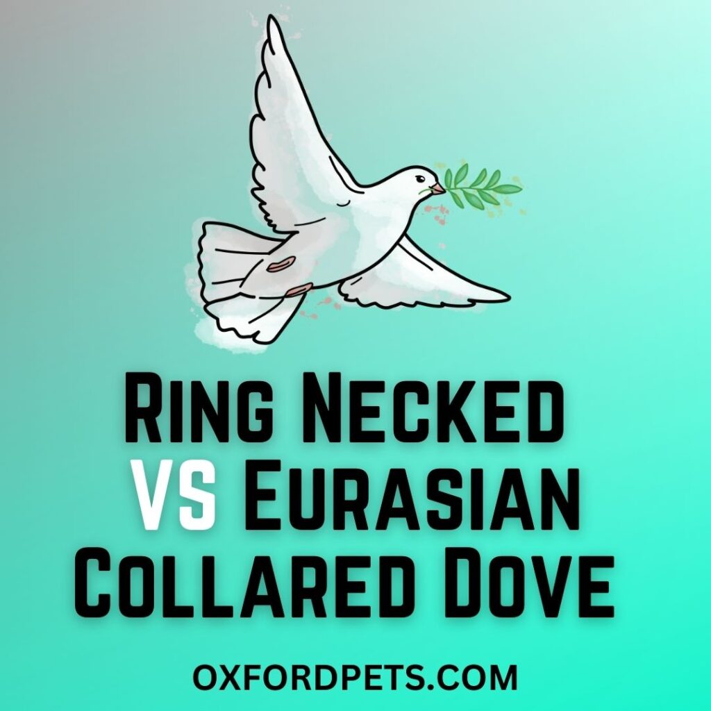 Ring Necked Dove VS Eurasian Collared Dove Comparison