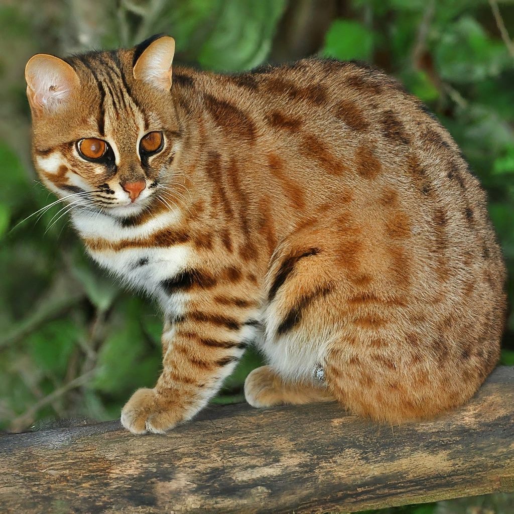 Rusty Spotted Cat in woods