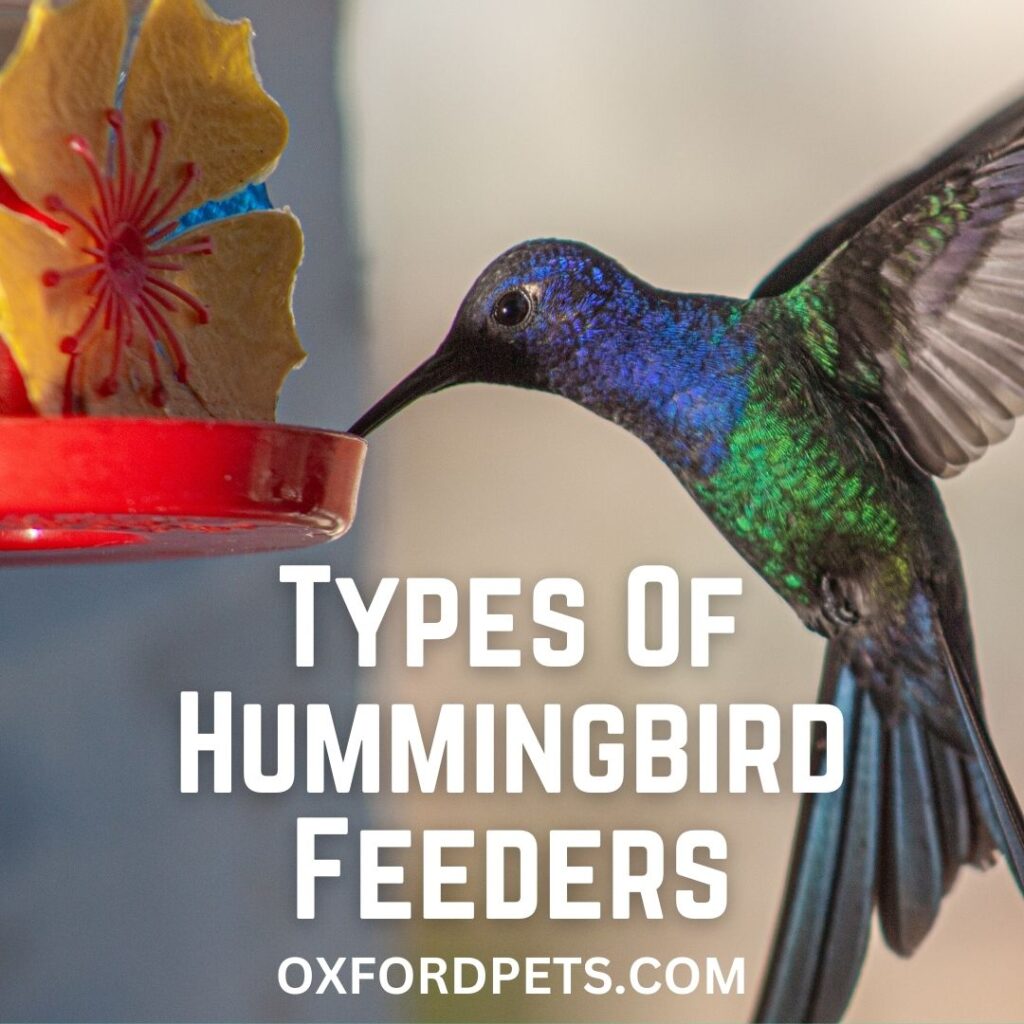 Types Of Hummingbird Feeders