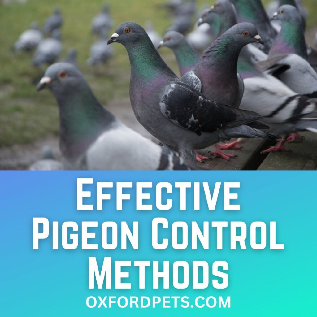 Effective Pigeon Control Methods